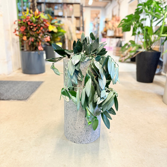 Scindapsus treubii ‘Moonlight’ i lys terrazzo-krukke – 60 cm høj