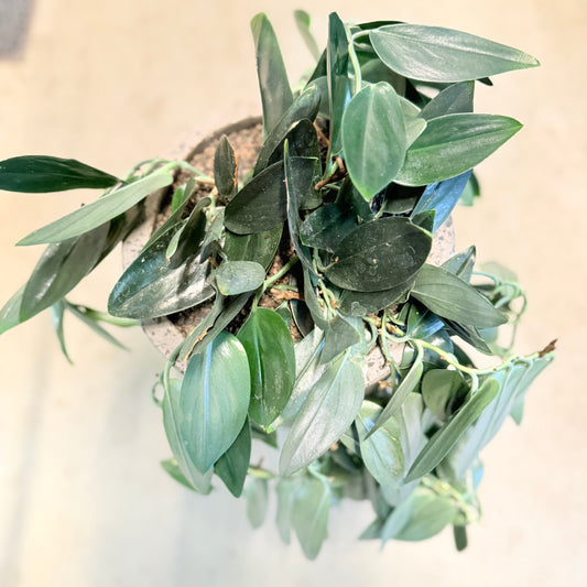 Scindapsus treubii ‘Moonlight’ i lys terrazzo-krukke – 60 cm høj