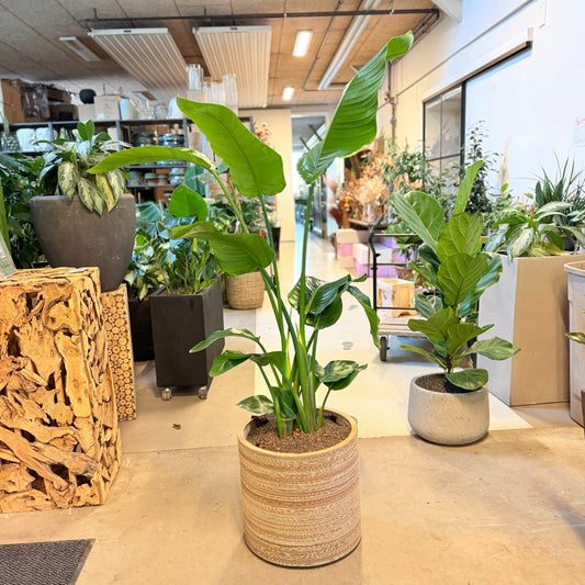 Second Hand Strelitzia – Paradisfugleblomst 160 cm i Krukke af Genbrugte Valgplakater fra Århus