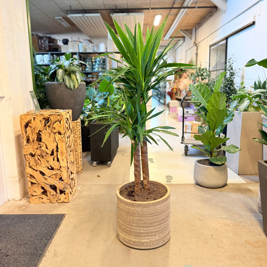 Second Hand Yucca-palme – 160 cm i Krukke af Genbrugte Valgplakater