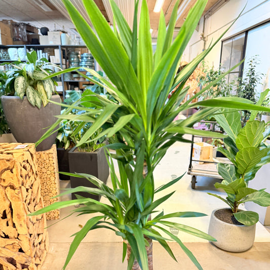 Second Hand Yucca-palme – 160 cm i Krukke af Genbrugte Valgplakater