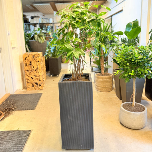 Second Hand Stueask – Radermachera sinica 170 cm i Høj Krukke fra Århus