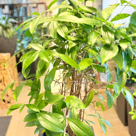 Second Hand Stueask – Radermachera sinica 170 cm i Høj Krukke fra Århus