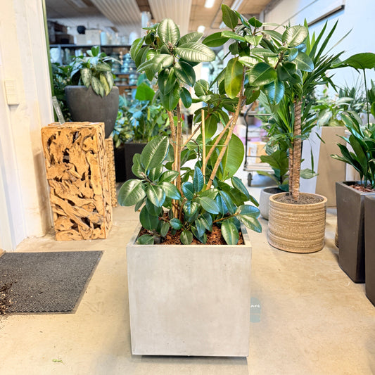 Second Hand Gummitræ – Ficus elastica 145 cm i Stor Firkantet Krukke fra Århus
