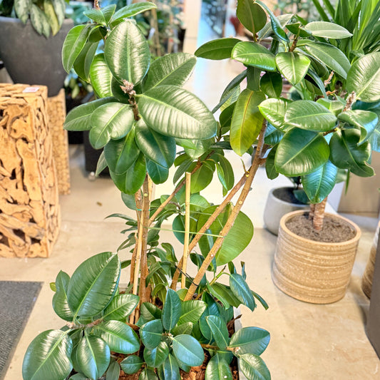 Second Hand Gummitræ – Ficus elastica 145 cm i Stor Firkantet Krukke fra Århus