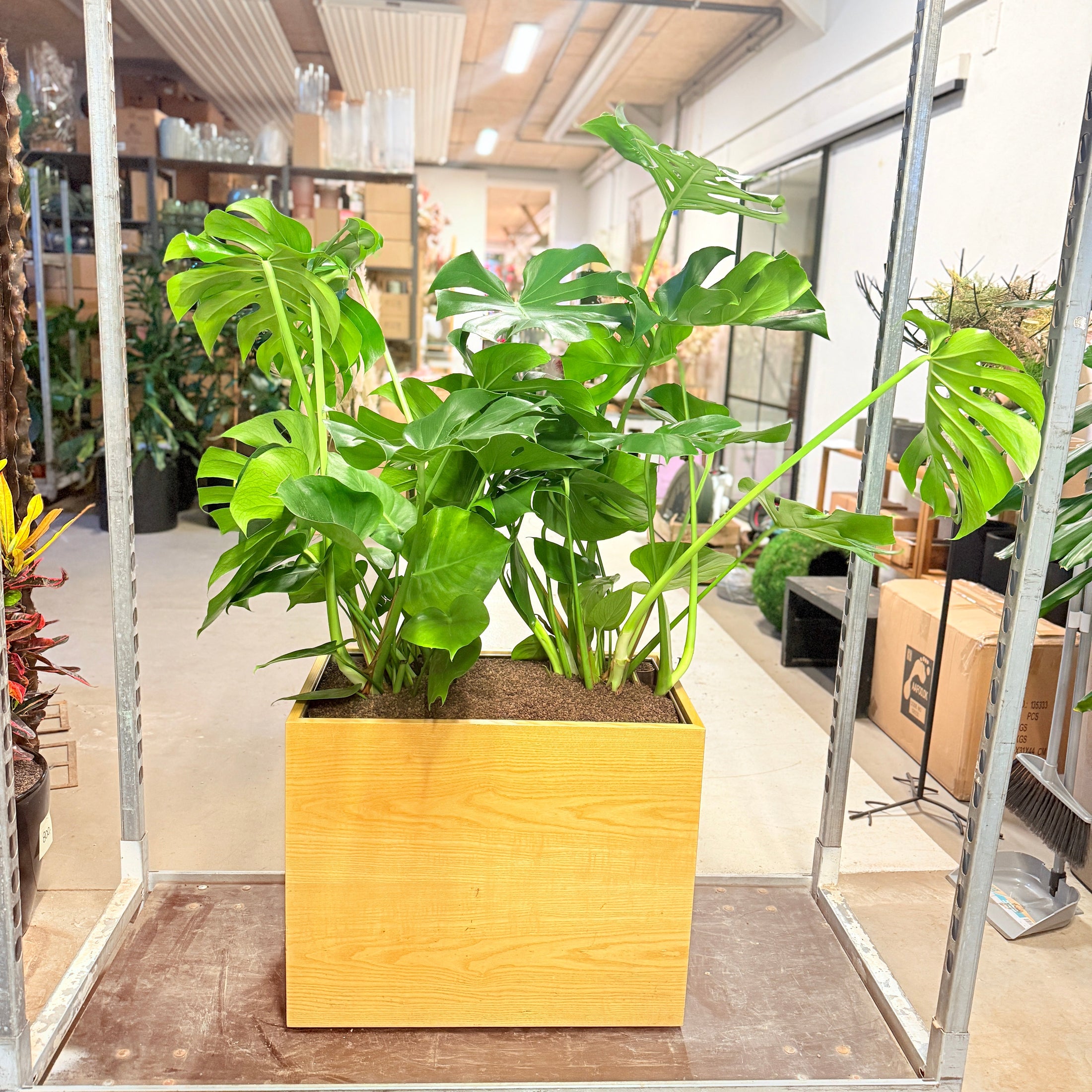 Fingerphilodendron (Monstera deliciosa) i trælook-kumme – 140 cm høj