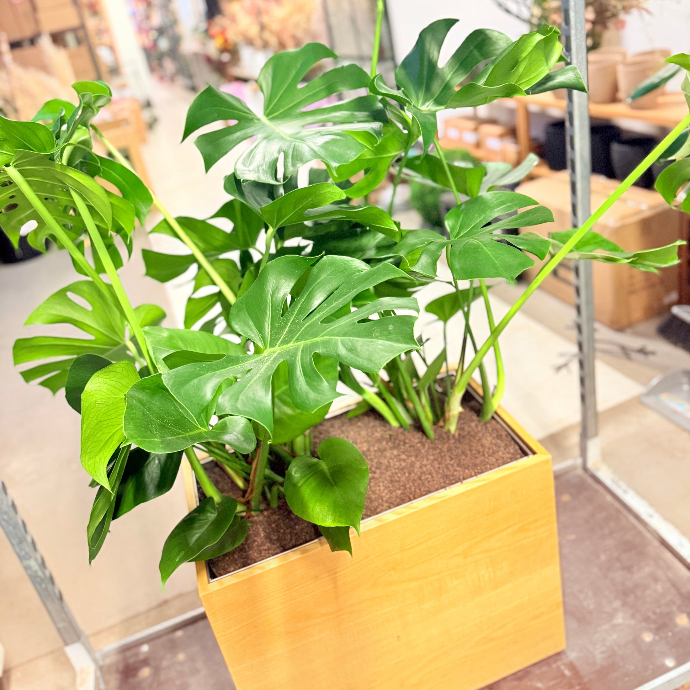 Fingerphilodendron (Monstera deliciosa) i trælook-kumme – 140 cm høj