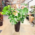 Indlæs billede i gallerivisning, Monstera deliciosa (Fingerphilodendron) i høj sort krukke – 140 cm
