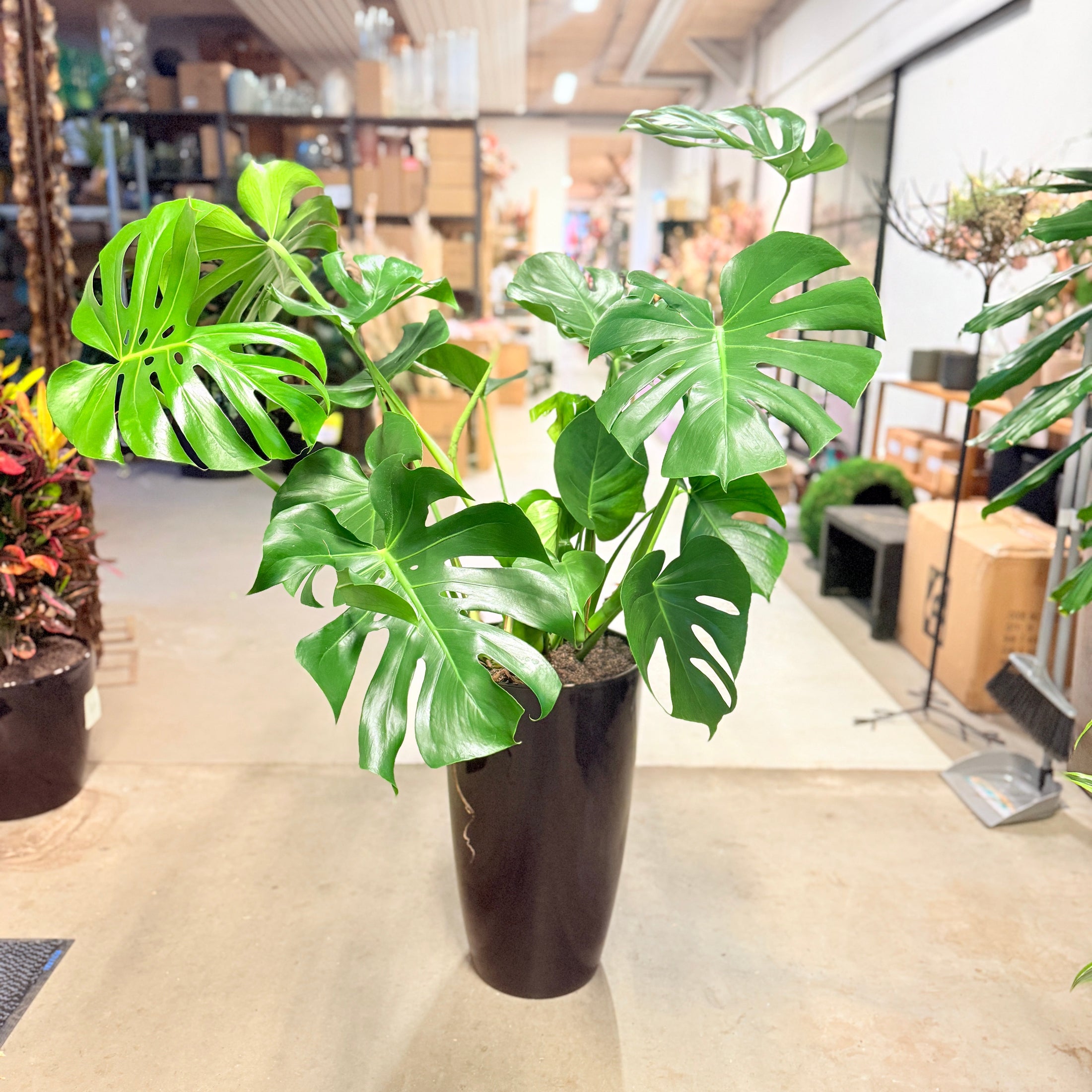 Monstera deliciosa (Fingerphilodendron) i høj sort krukke – 140 cm