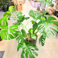 Indlæs billede i gallerivisning, Monstera deliciosa (Fingerphilodendron) i høj sort krukke – 140 cm
