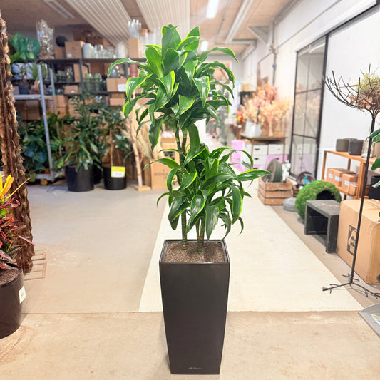 Dracaena fragrans (Corn Plant) i høj sort krukke – 160 cm