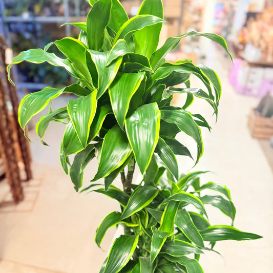 Dracaena fragrans (Corn Plant) i høj sort krukke – 160 cm