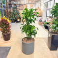 Indlæs billede i gallerivisning, Dracaena (Dracaena fragrans ‘Golden Coast’) i grå krukke – 130 cm høj
