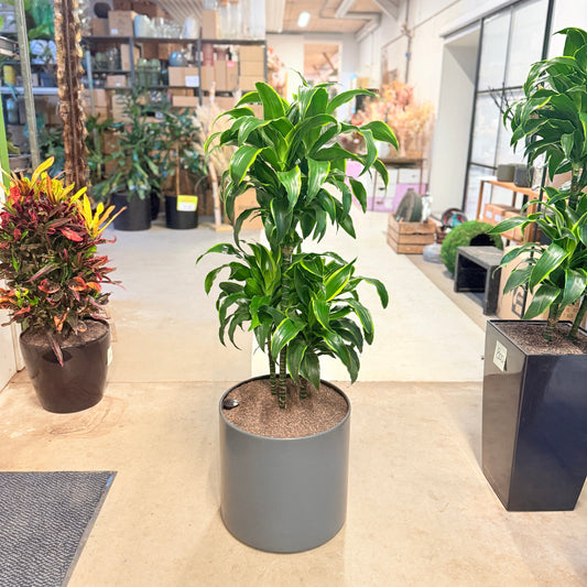 Dracaena (Dracaena fragrans ‘Golden Coast’) i grå krukke – 130 cm høj