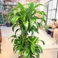 Indlæs billede i gallerivisning, Dracaena (Dracaena fragrans ‘Golden Coast’) i grå krukke – 130 cm høj
