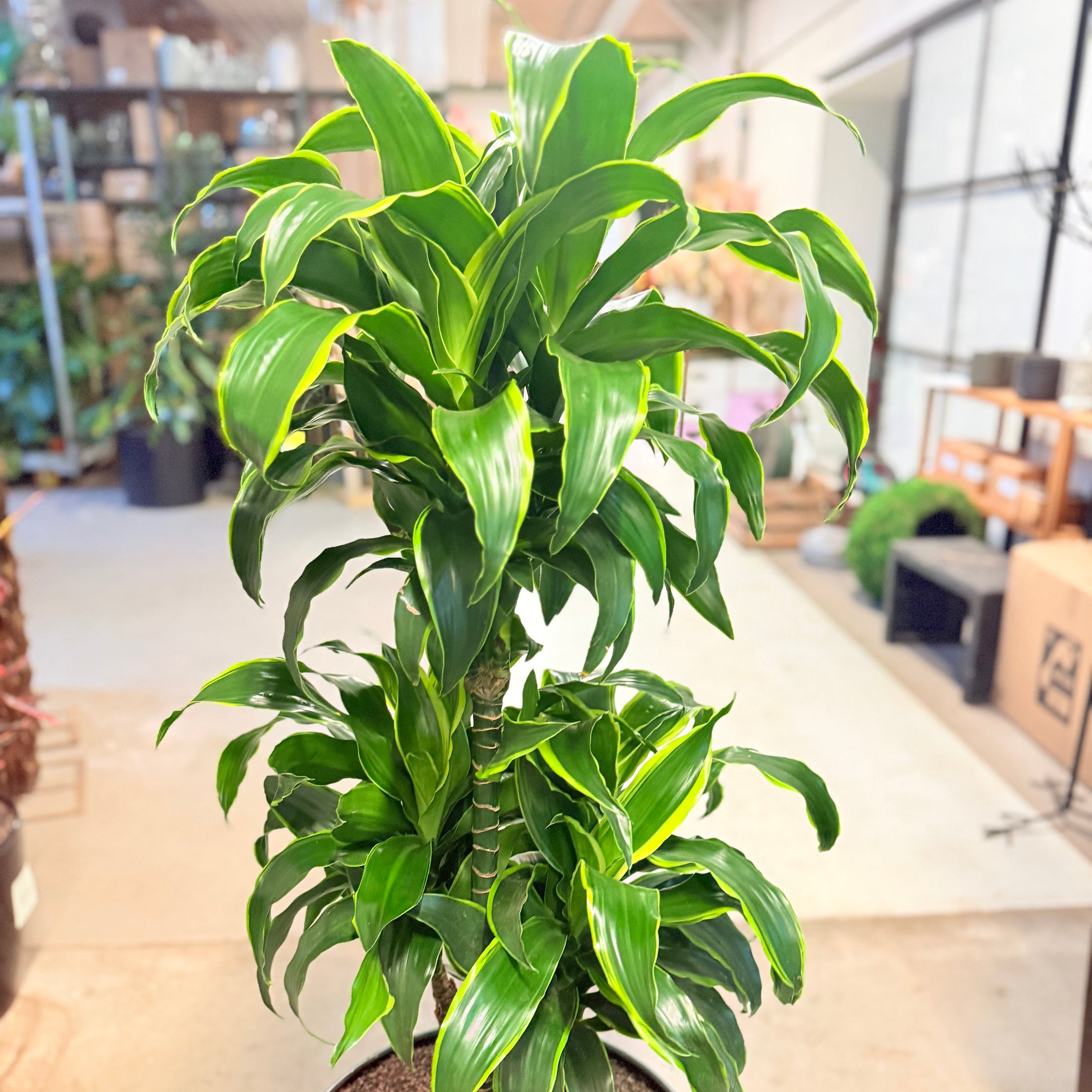 Dracaena (Dracaena fragrans ‘Golden Coast’) i grå krukke – 130 cm høj