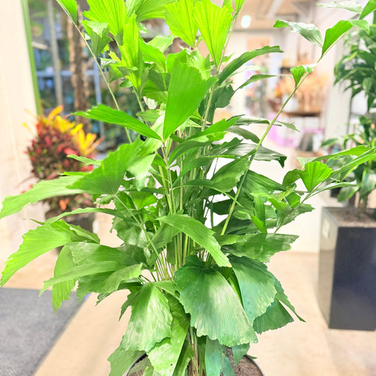 Fiskhale-palme (Caryota mitis) i grå selvvandingskrukke – 140 cm høj