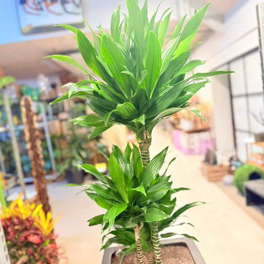 Drageplante (Dracaena fragrans ‘Compacta’) – 170 cm høj – Stor plante i høj sort krukke