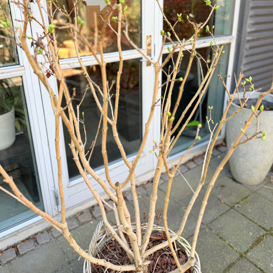 Second Hand Hvidblomstrende Syren – Syringa 160 cm