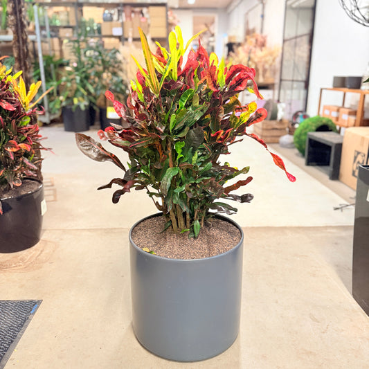 Croton (Codiaeum variegatum) – 100 cm høj – Farverig plante i grå krukke