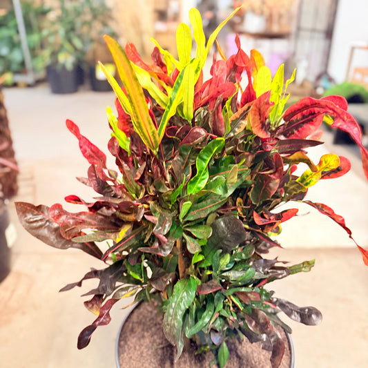 Croton (Codiaeum variegatum) – 100 cm høj – Farverig plante i grå krukke