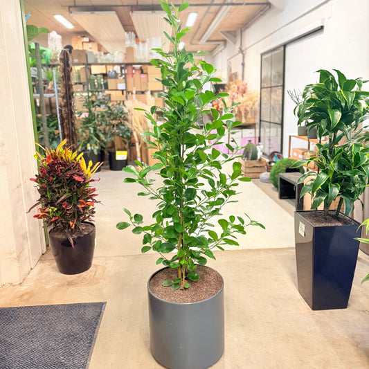 Ficus microcarpa – 180 cm høj – Stor, elegant plante i grå krukke