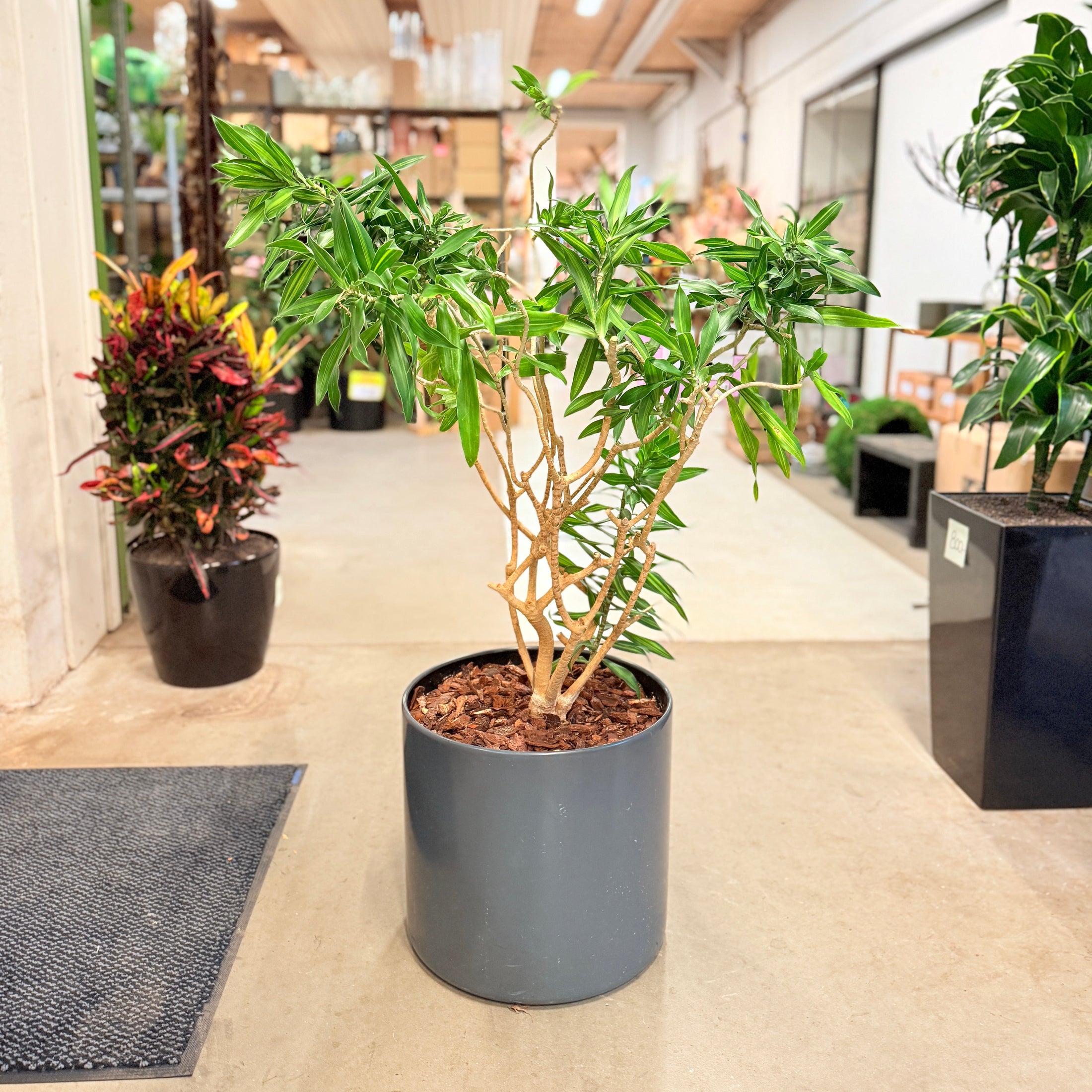 Polyscias (Polyscias fruticosa) – 120 cm høj – Elegant plante i grå krukke