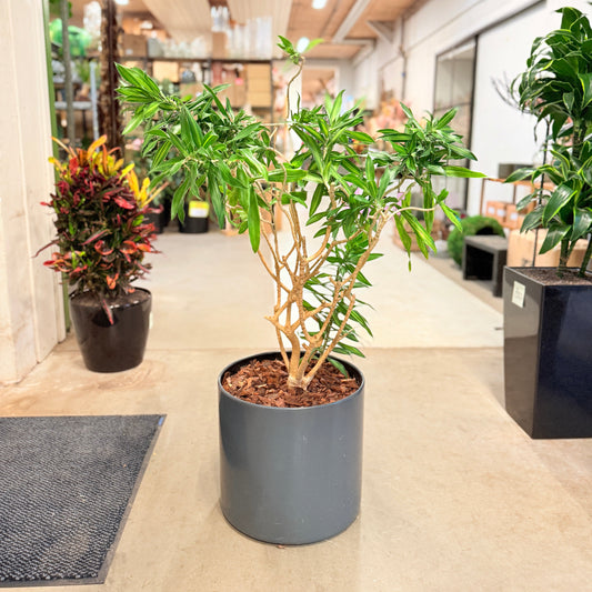 Polyscias (Polyscias fruticosa) – 120 cm høj – Elegant plante i grå krukke