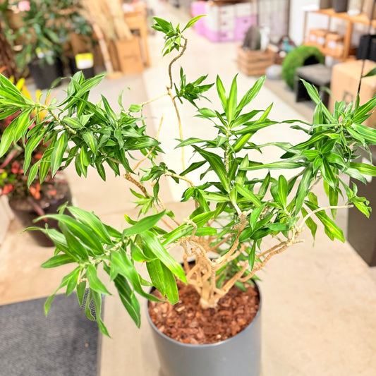 Polyscias (Polyscias fruticosa) – 120 cm høj – Elegant plante i grå krukke