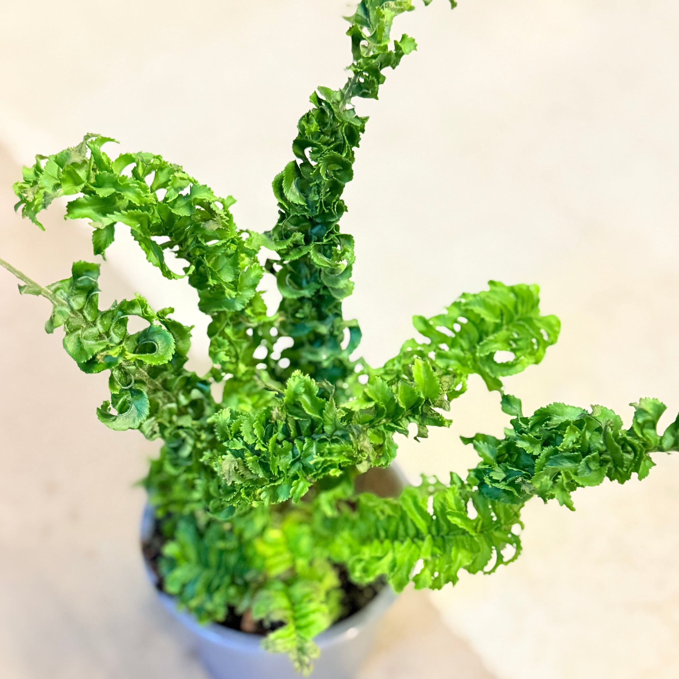 Nephrolepis exaltata ‘Emina’ – 25 cm høj