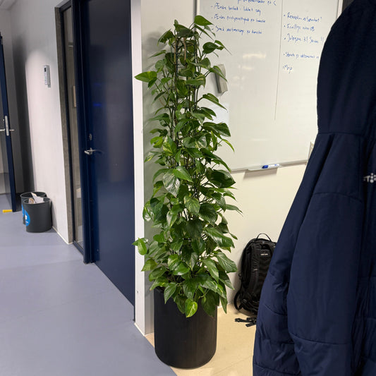 Guldvin (Epipremnum aureum) i sort dekorationskrukke – 180 cm