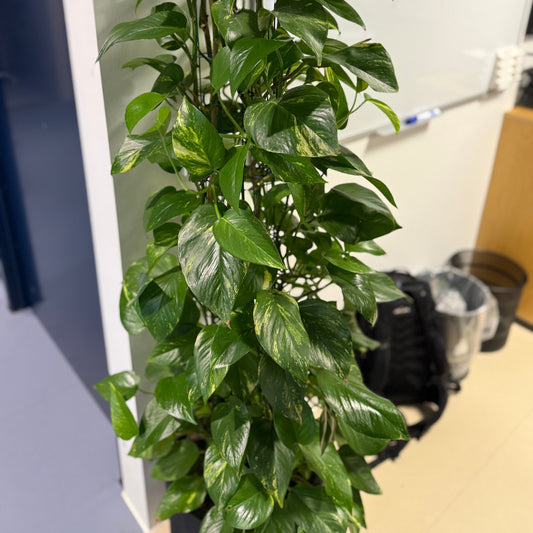 Guldvin (Epipremnum aureum) i sort dekorationskrukke – 180 cm