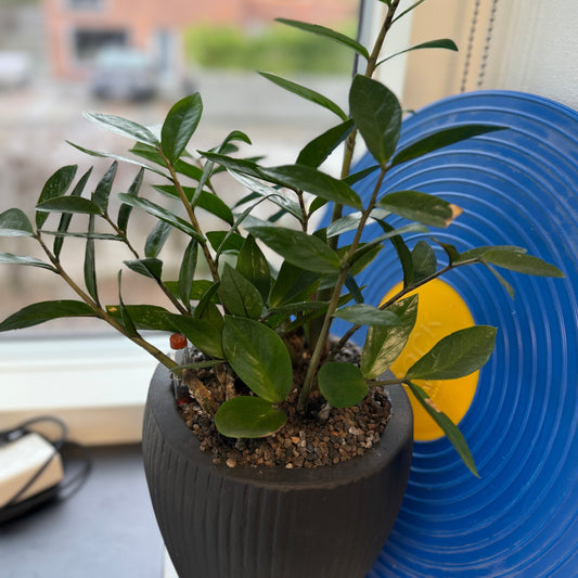 Zamioculcas (Zamioculcas zamiifolia) i sort dekorationskrukke – 45 cm