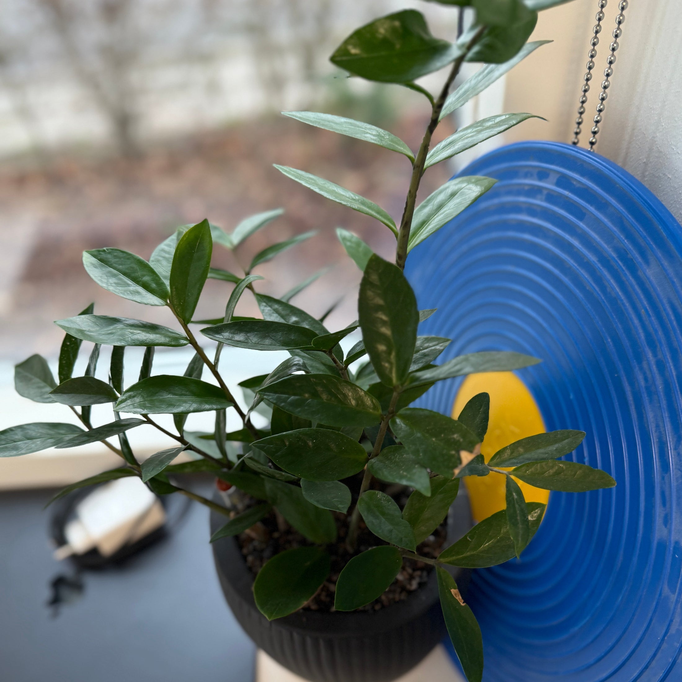 Zamioculcas (Zamioculcas zamiifolia) i sort dekorationskrukke – 45 cm