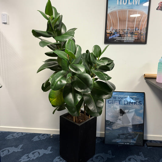 Gummitræ (Ficus elastica) i sort dekorationskrukke – 170 cm