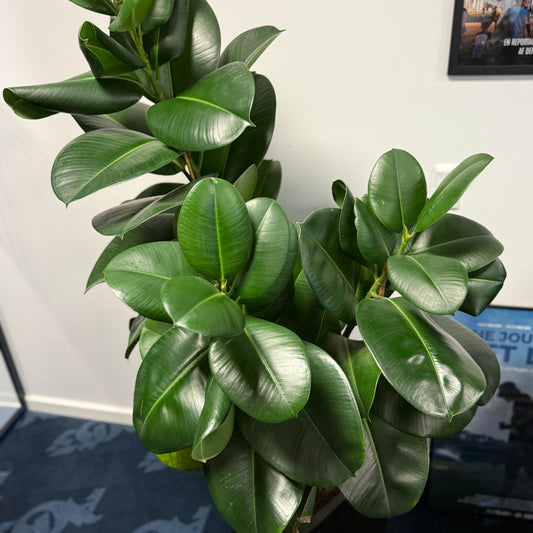 Gummitræ (Ficus elastica) i sort dekorationskrukke – 170 cm