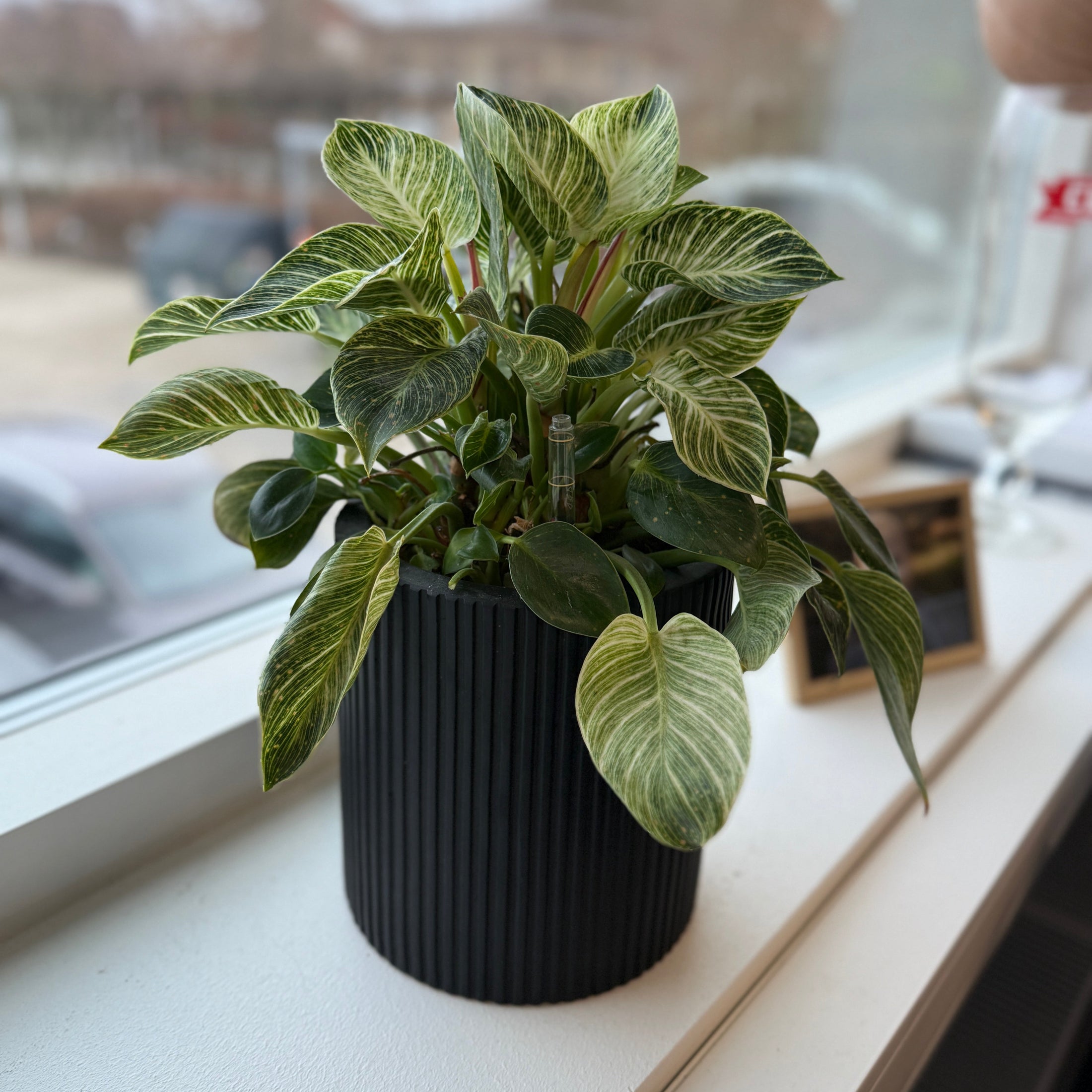 Philodendron White Wave (Philodendron ‘Birkin’) i sort dekorationskrukke – 35 cm