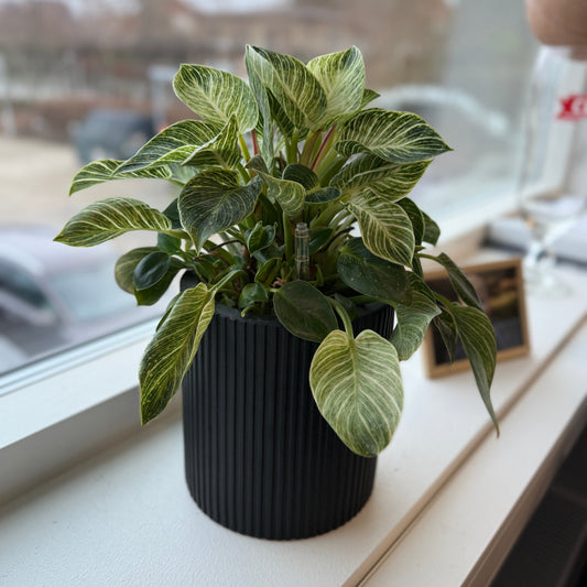 Philodendron White Wave (Philodendron ‘Birkin’) i sort dekorationskrukke – 35 cm