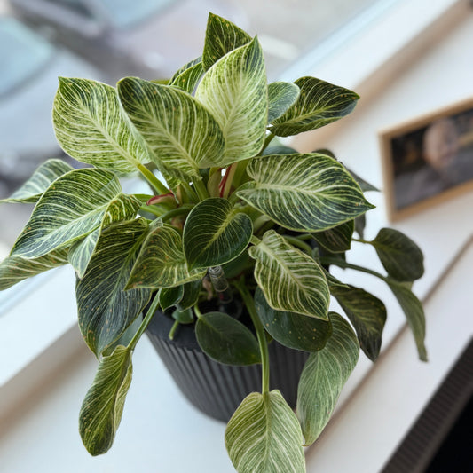 Philodendron White Wave (Philodendron ‘Birkin’) i sort dekorationskrukke – 35 cm