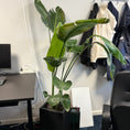 Indlæs billede i gallerivisning, Hvid paradisfugl (Strelitzia nicolai) i sort dekorationskrukke – 170 cm
