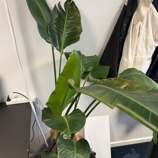 Hvid paradisfugl (Strelitzia nicolai) i sort dekorationskrukke – 170 cm