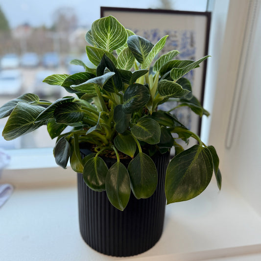 Philodendron White Wave (Philodendron ‘Birkin’) i sort dekorationskrukke – 30 cm