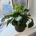 Indlæs billede i gallerivisning, Philodendron White Wave (Philodendron ‘Birkin’) i sort dekorationskrukke – 30 cm
