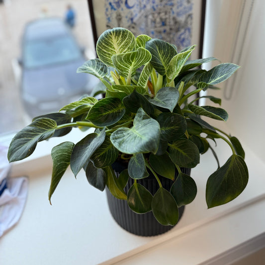 Philodendron White Wave (Philodendron ‘Birkin’) i sort dekorationskrukke – 30 cm