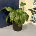 Indlæs billede i gallerivisning, Fredslilje (Spathiphyllum) i sort dekorationskrukke – 80 cm
