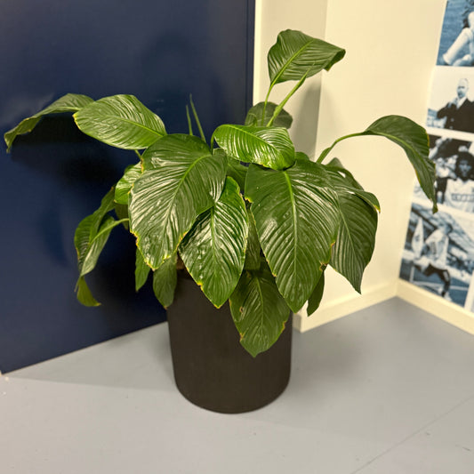 Fredslilje (Spathiphyllum) i sort dekorationskrukke – 80 cm
