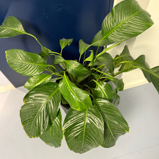 Fredslilje (Spathiphyllum) i sort dekorationskrukke – 80 cm