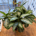 Indlæs billede i gallerivisning, Sølvplante (Aglaonema) i sort dekorationskrukke – 85 cm
