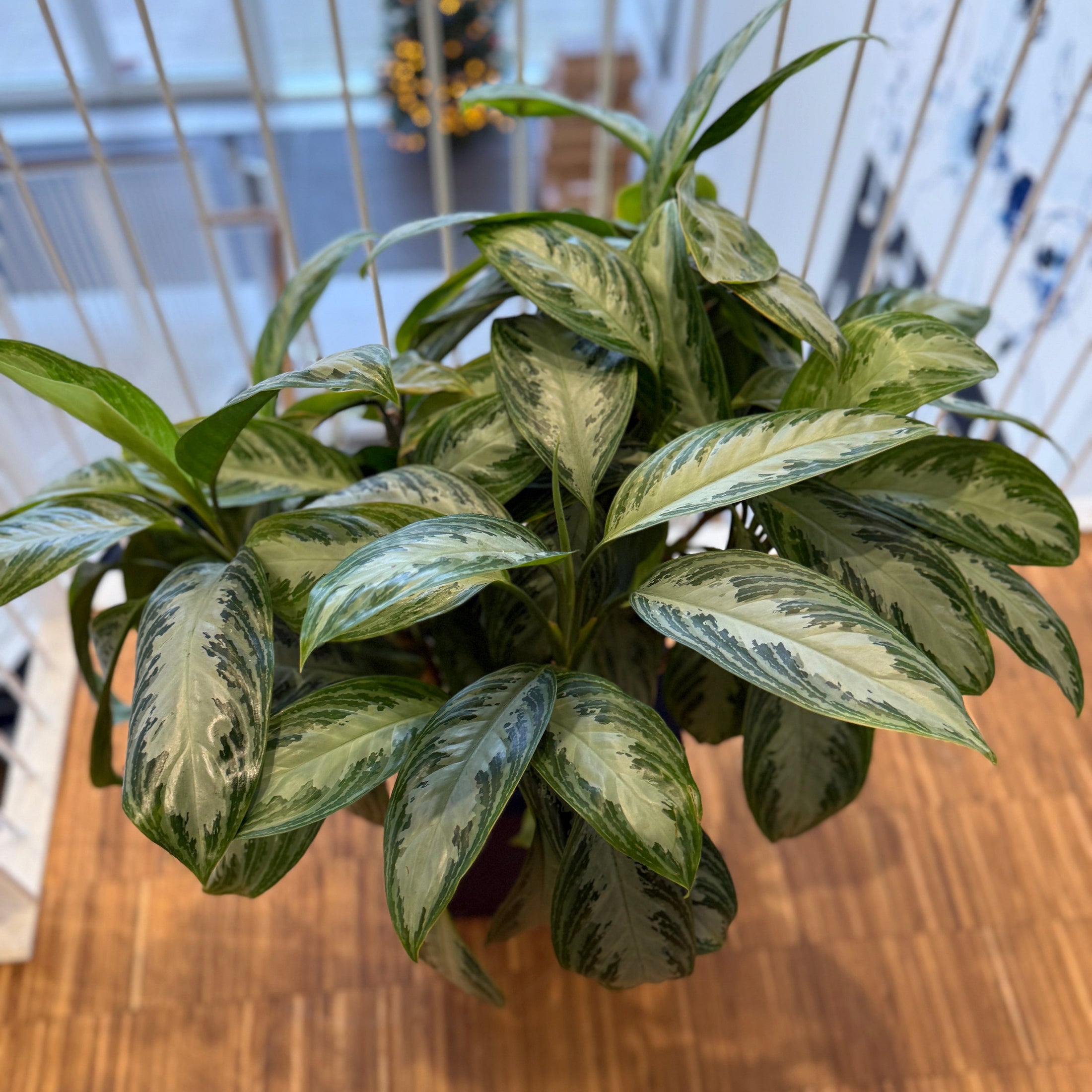 Sølvplante (Aglaonema) i sort dekorationskrukke – 85 cm