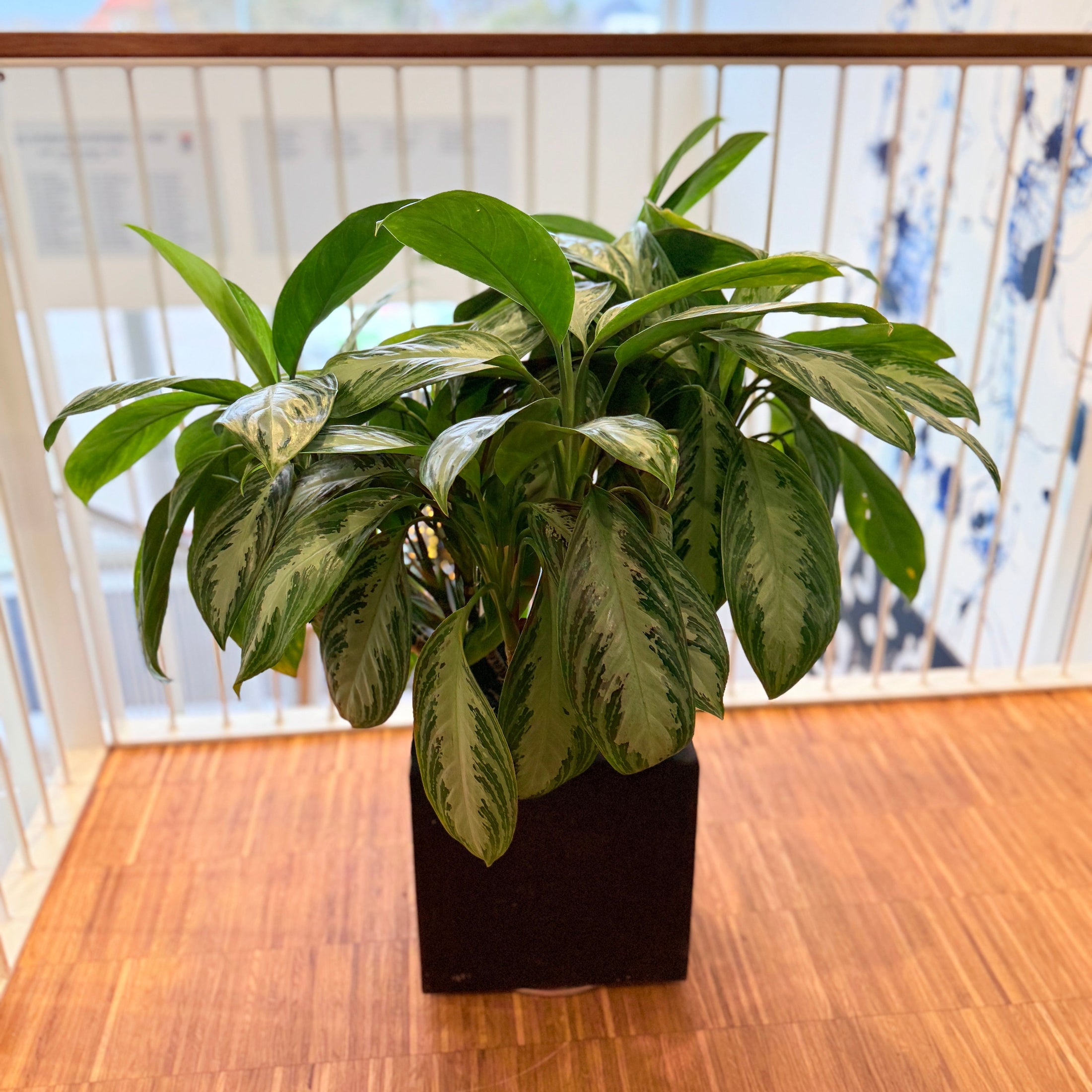 Sølvplante (Aglaonema) i sort dekorationskrukke – 85 cm